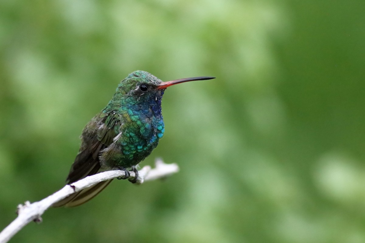 Broad-billed Hummingbird - Sam Zhang
