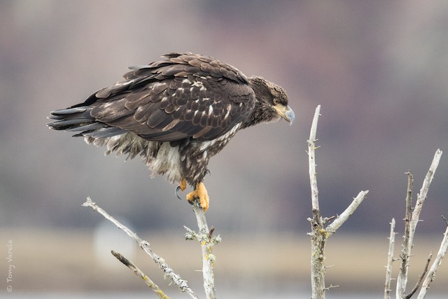 Third basic&nbsp;resting (subspecies <em>washingtoniensis</em>). - Bald Eagle - 