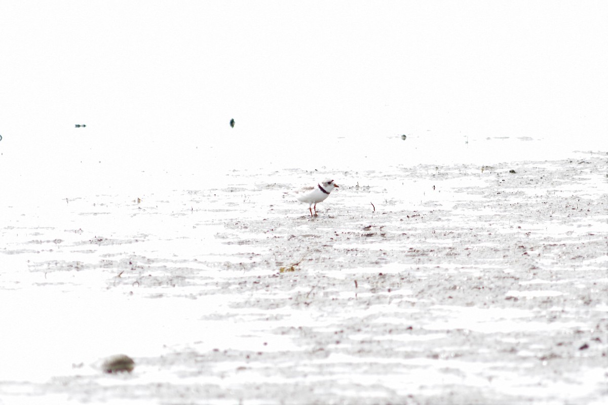 Piping Plover - ML477669621