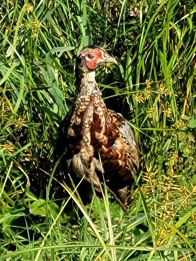 Ring-necked Pheasant - ML477669631