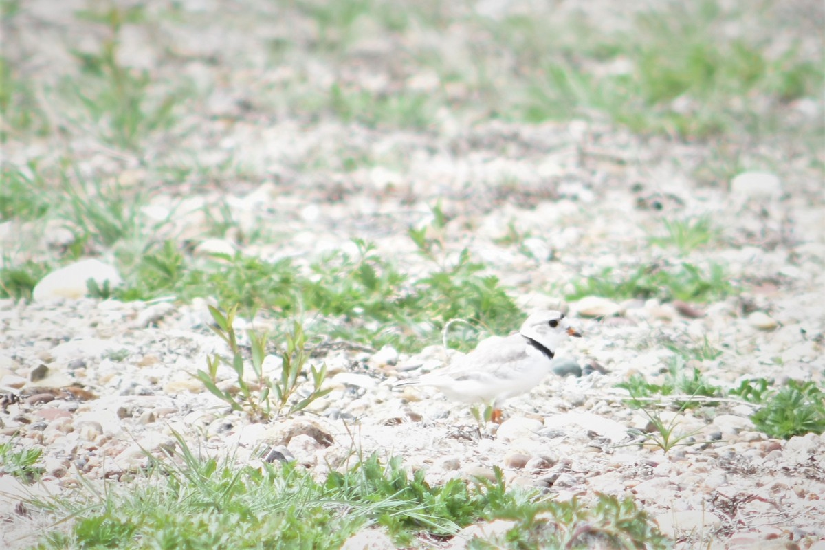 Piping Plover - ML477669661
