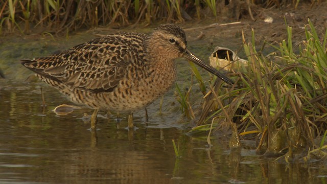  - Short-billed Dowitcher (griseus)