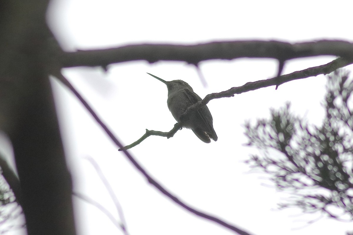 Calliope Hummingbird - Sam Zhang
