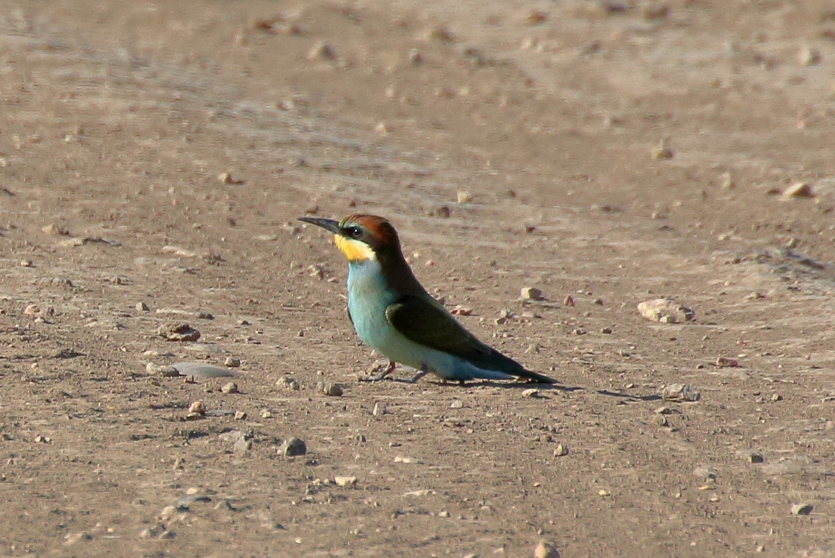 European Bee-eater - ML477674601