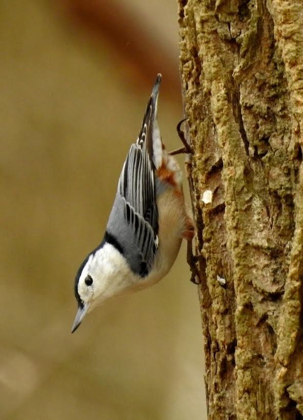 White-breasted Nuthatch - ML47767551