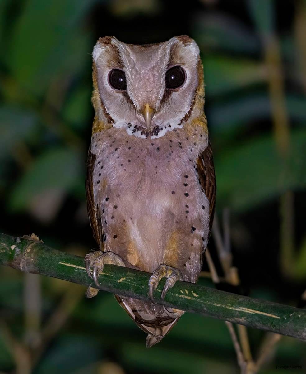 Oriental Bay-Owl - Rejaul Karim
