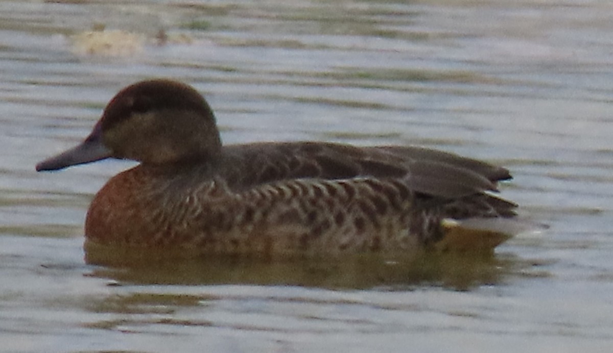 Green-winged Teal - ML477677561