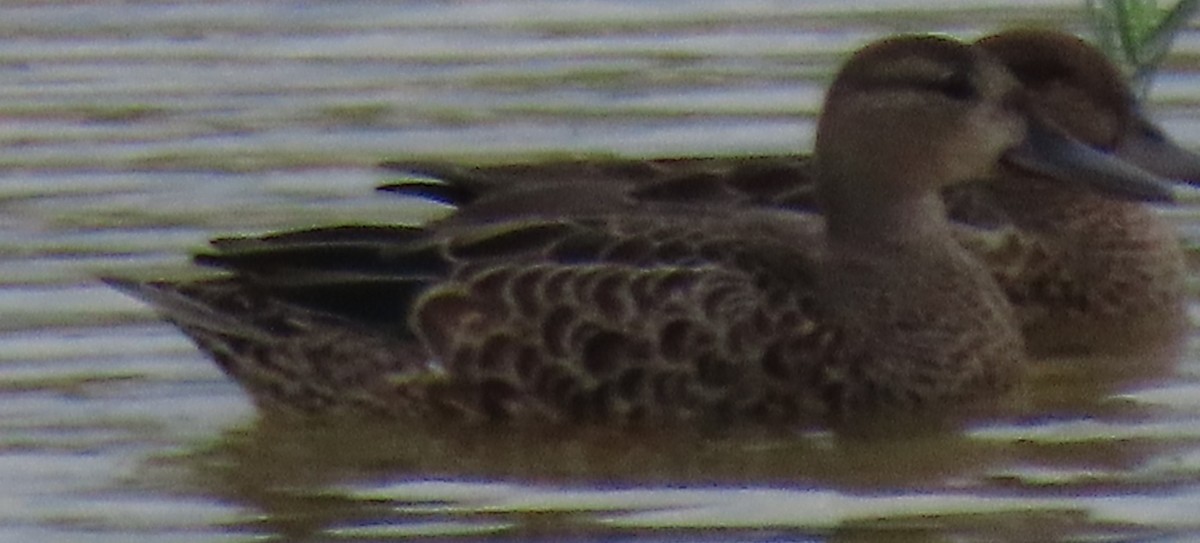 Blue-winged Teal - ML477677621