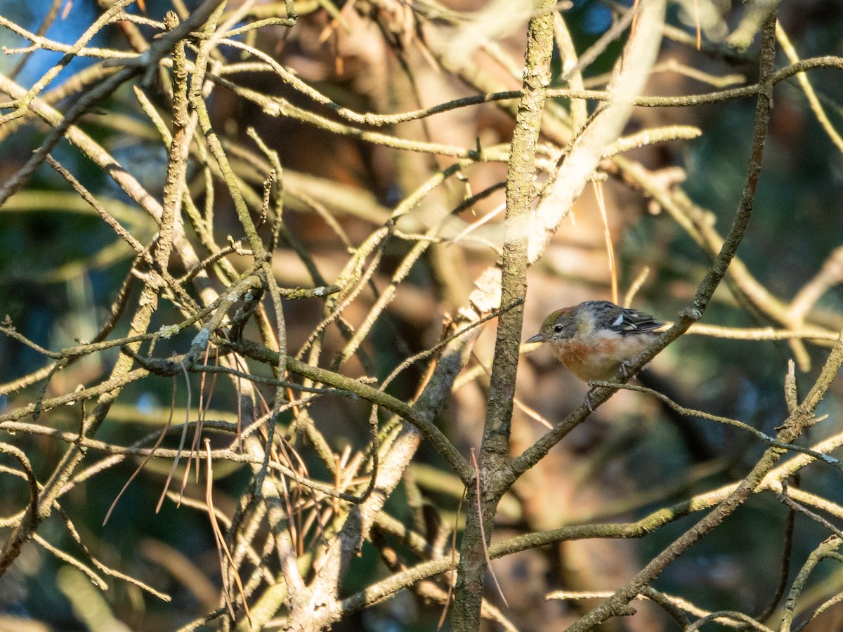 Bay-breasted Warbler - ML477677851