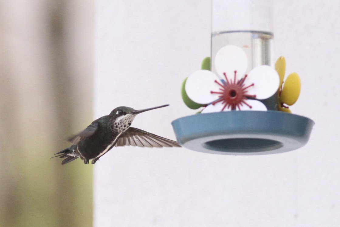 kolibřík fialovolímcový - ML47768521