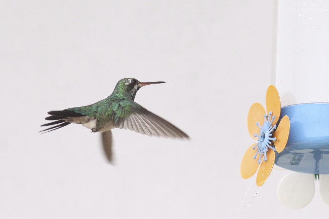 kolibřík lesklobřichý - ML47768781