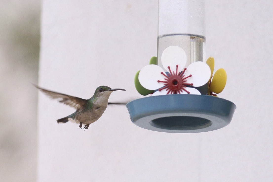 kolibřík ametystouchý - ML47768891