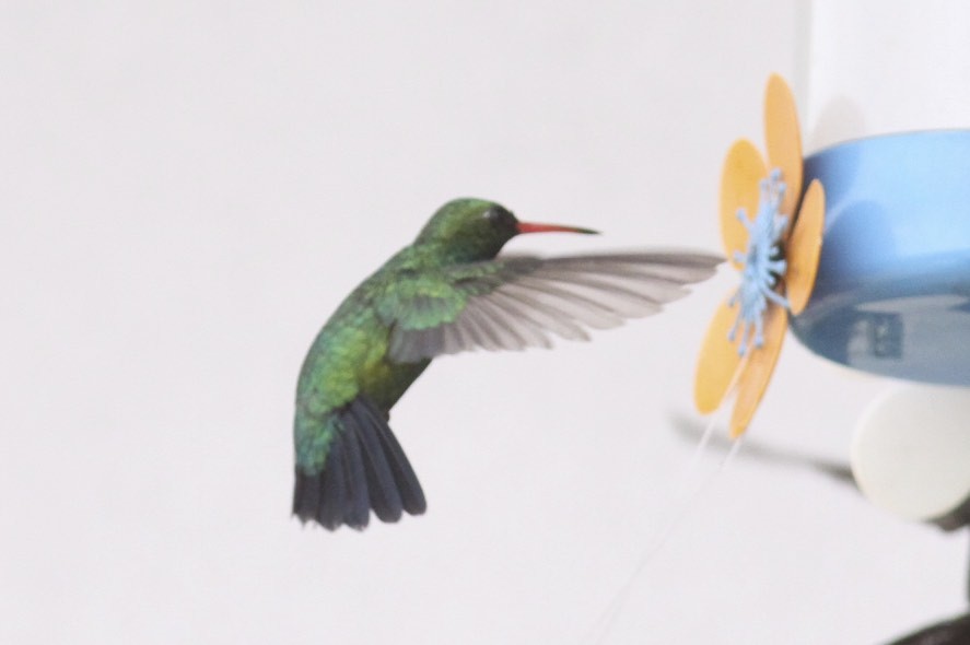 kolibřík safírový - ML47769171