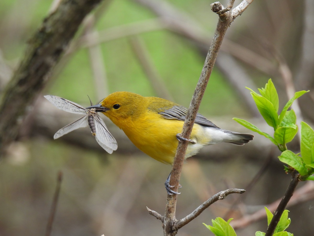 Prothonotary Warbler - ML477697351