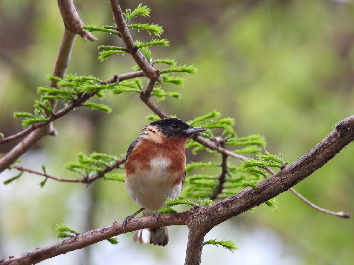 Bay-breasted Warbler - ML477698011
