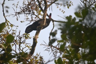 Crested Guan, ML477705431
