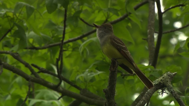 Great Crested Flycatcher - ML477707