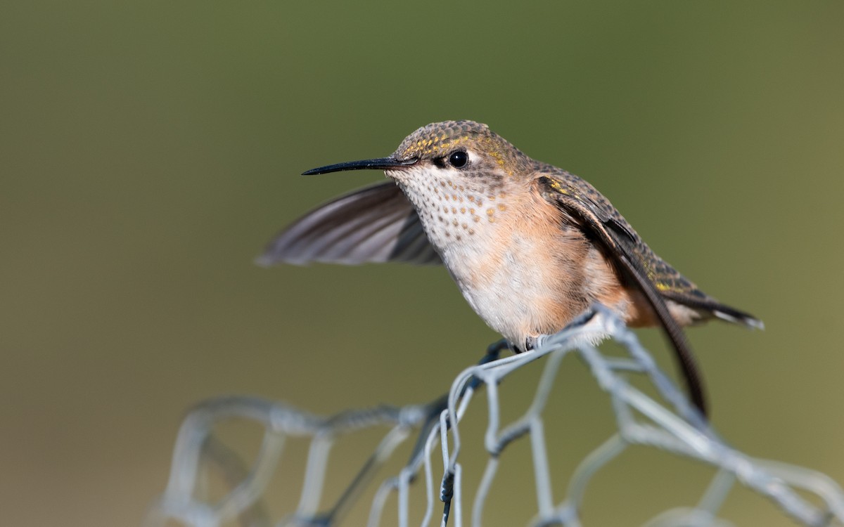 Calliope Hummingbird - Mason Maron