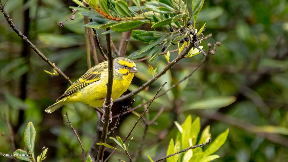 Yellow-fronted Canary - ML477714511