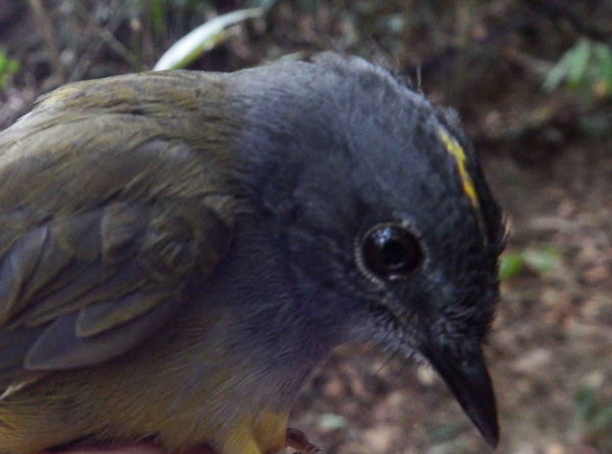 Gray-throated Warbler - ML477718471