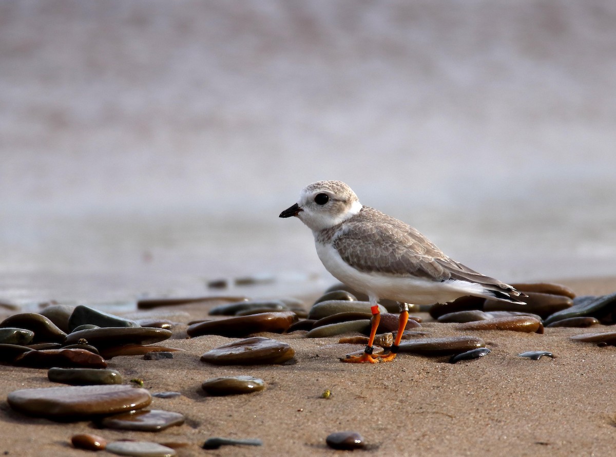Piping Plover - ML477718731