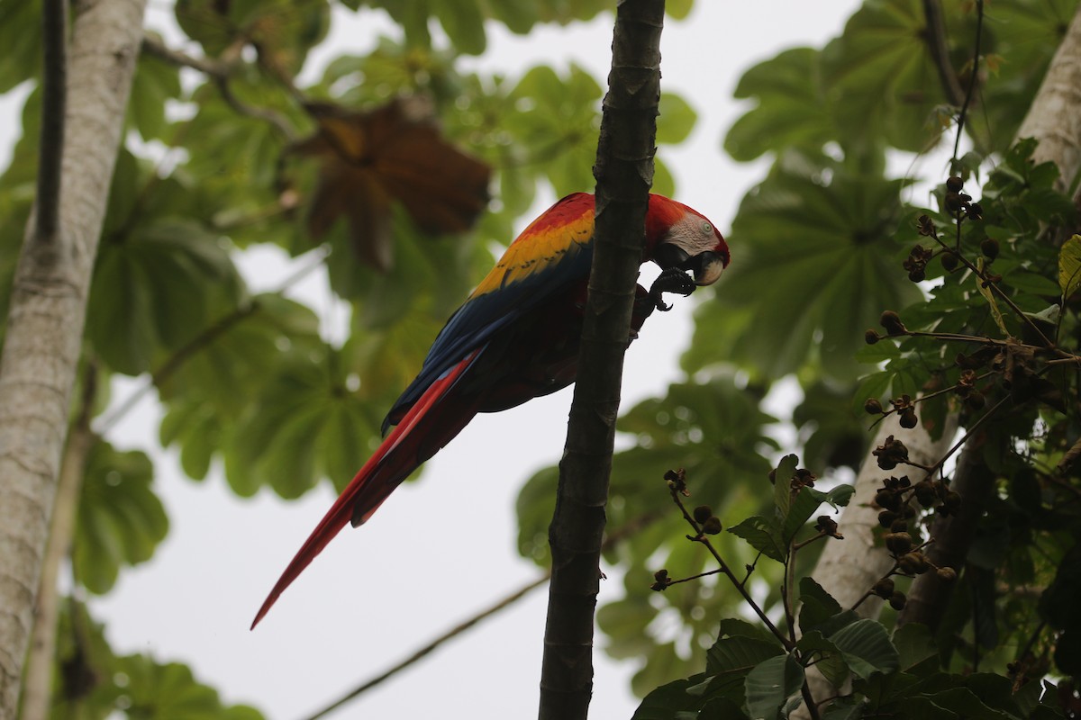 Scarlet Macaw - ML477719921