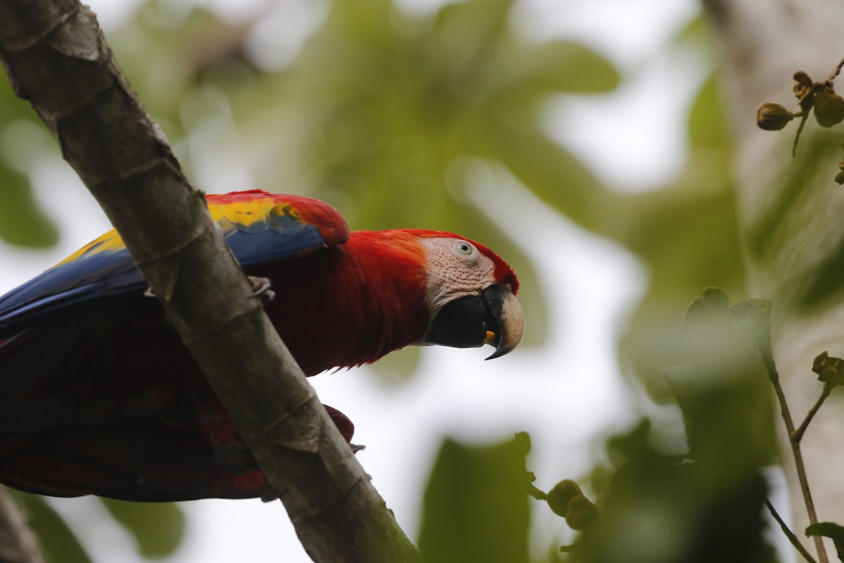 Scarlet Macaw - ML477720041