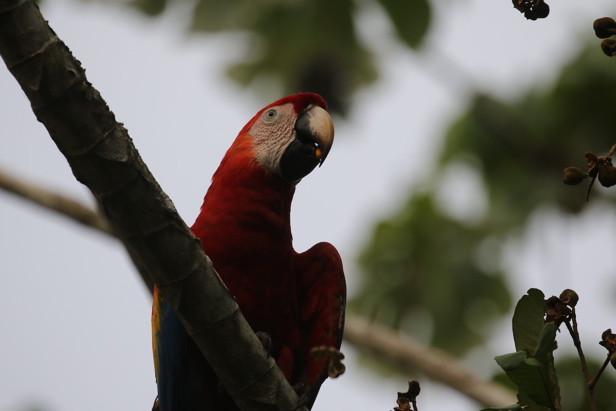 Scarlet Macaw - ML477720101