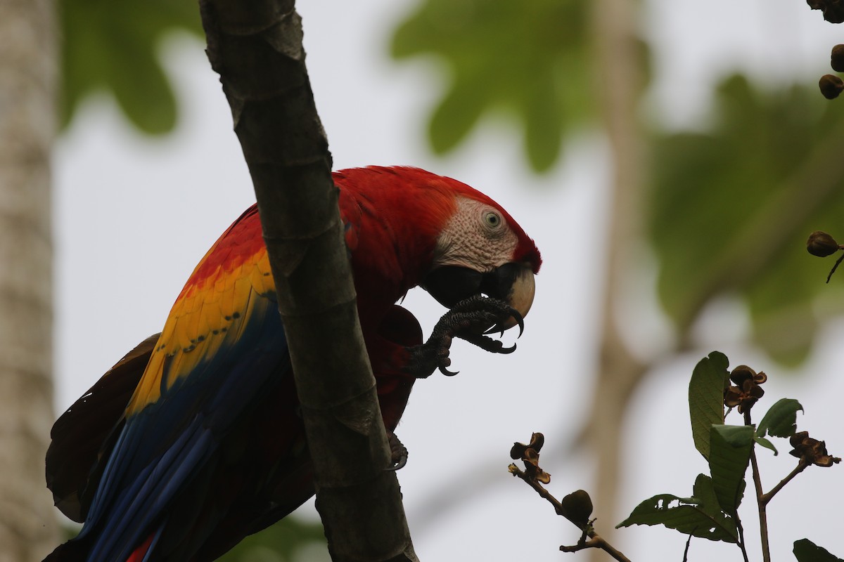 Scarlet Macaw - ML477720261