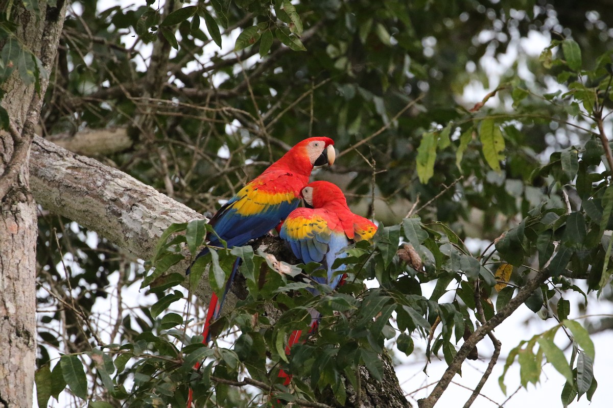 Scarlet Macaw - ML477722591