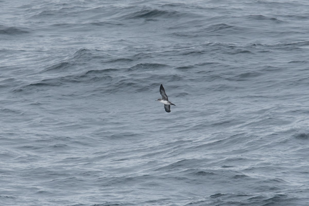 Pink-footed Shearwater - ML477724861