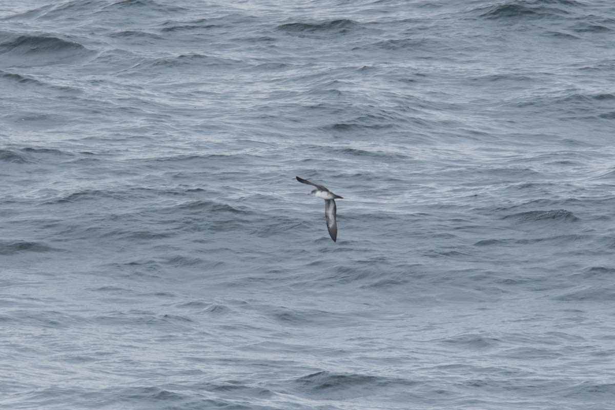 Pink-footed Shearwater - ML477724871
