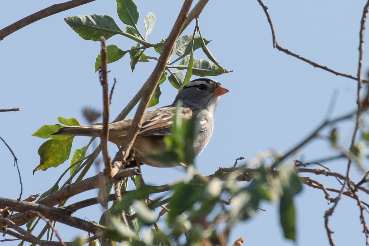 White-crowned Sparrow - ML477728501