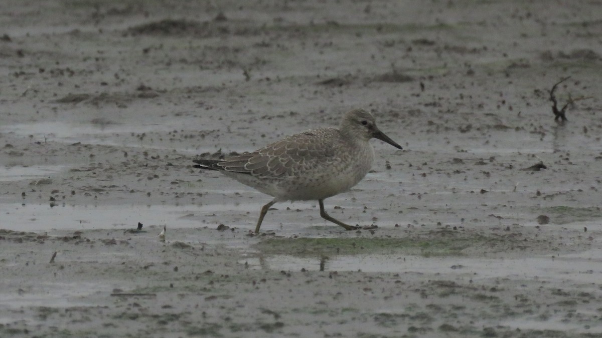 Red Knot - ML477730901