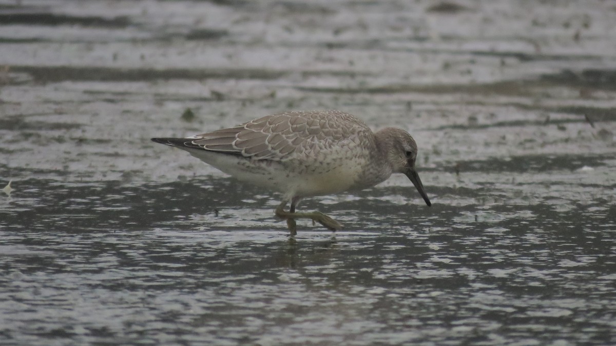 Red Knot - ML477730931