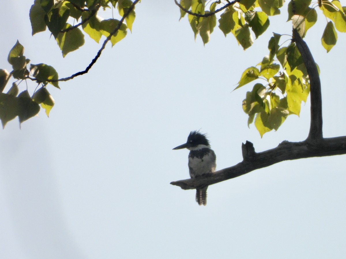 Belted Kingfisher - ML477731561