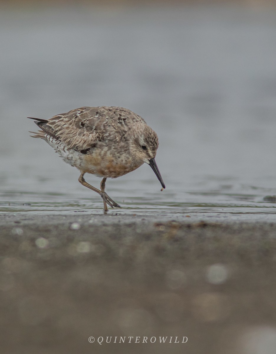 Red Knot - ML477733211