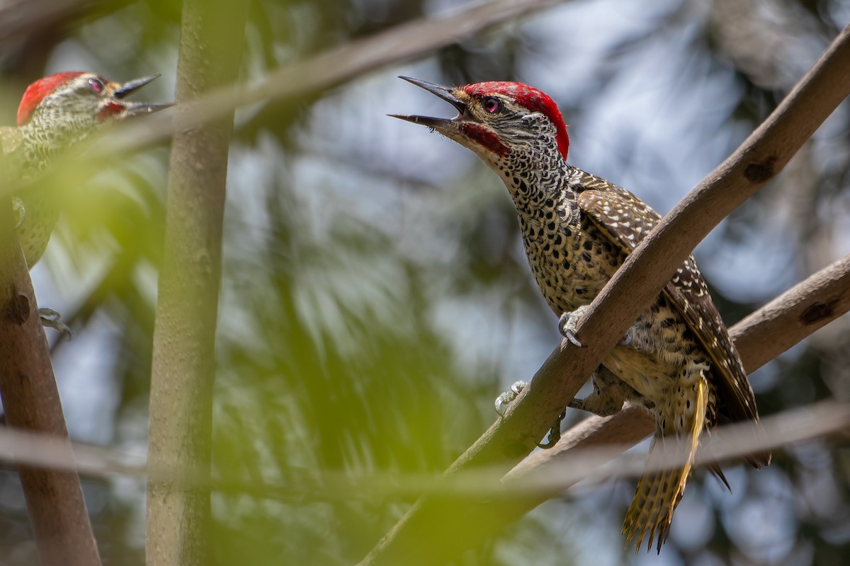 Nubian Woodpecker - ML477735221