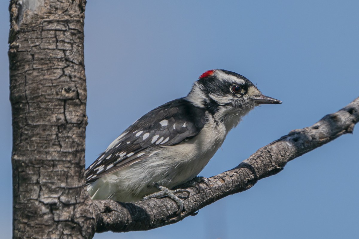 Downy Woodpecker - ML477736101