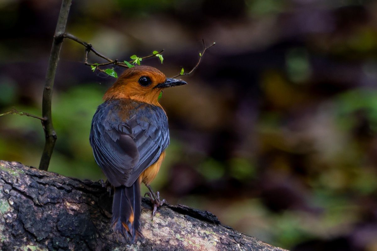 Red-capped Robin-Chat - ML477737331