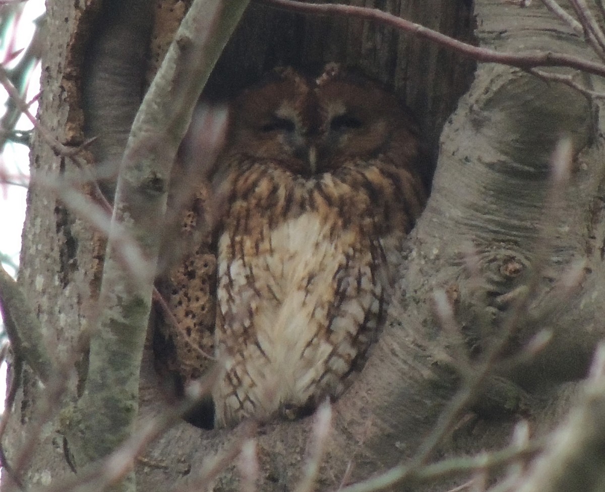 Tawny Owl - ML477738311