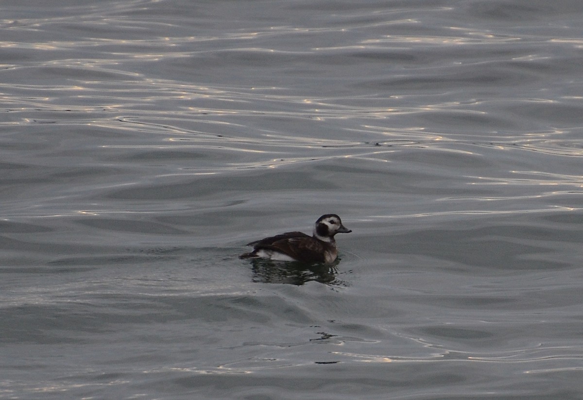 Long-tailed Duck - ML47773841