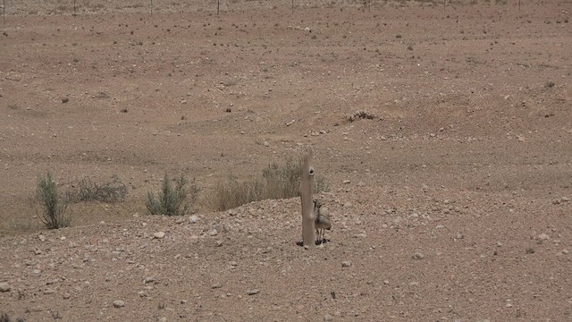Намибийский корхан - ML477739891