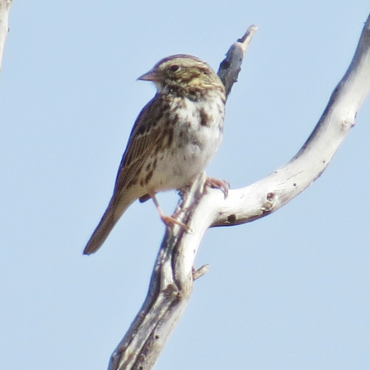 Savannah Sparrow - ML477741111