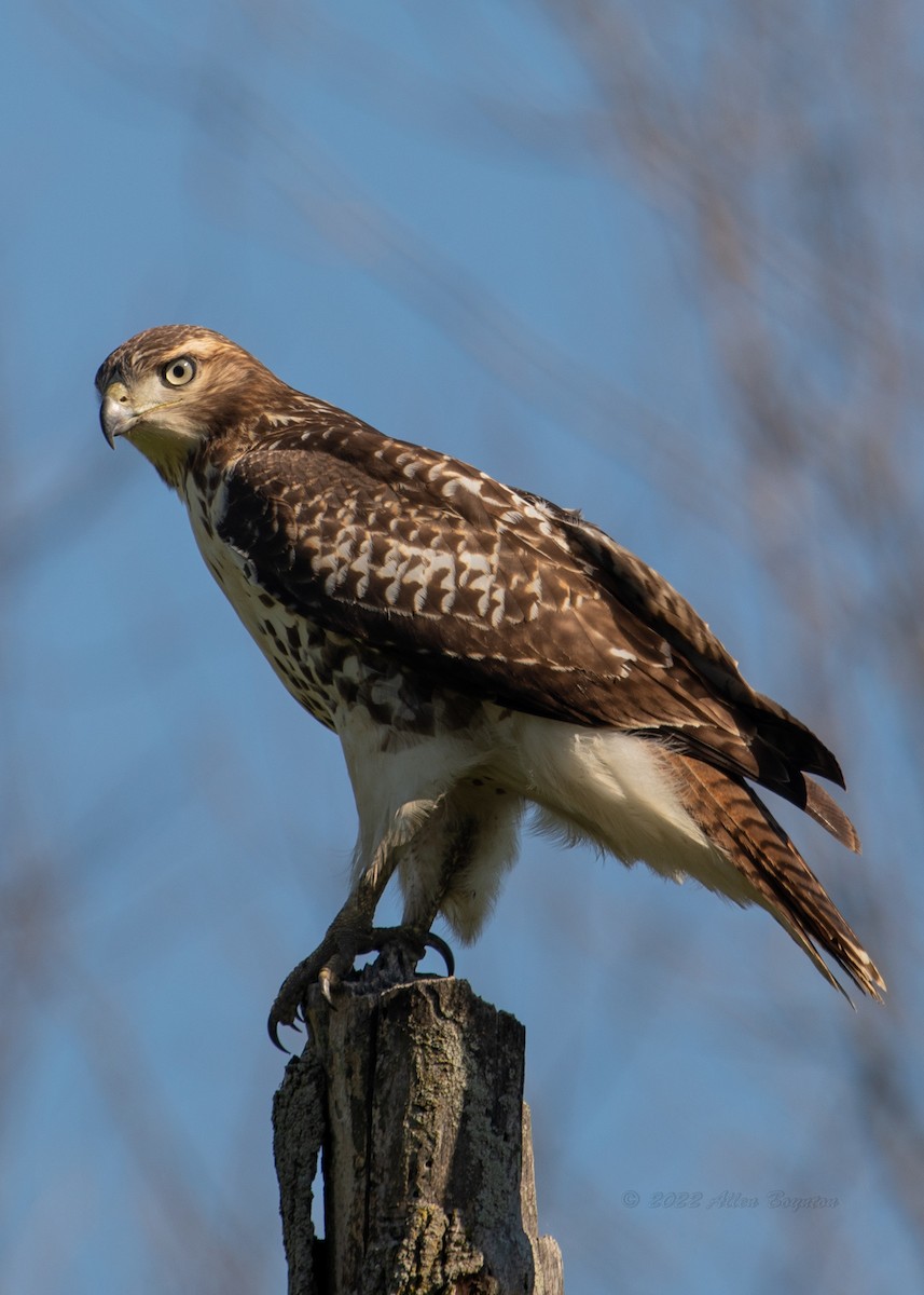 Red-tailed Hawk - Allen Boynton