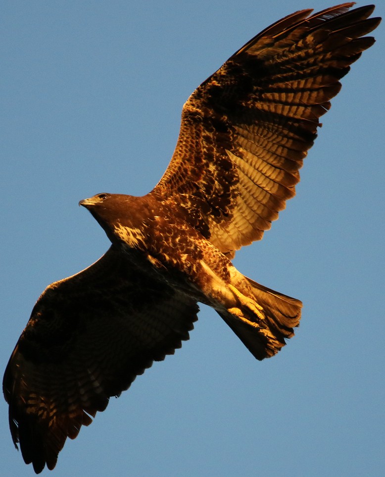 White-tailed Hawk - Tom Pollock 🐔