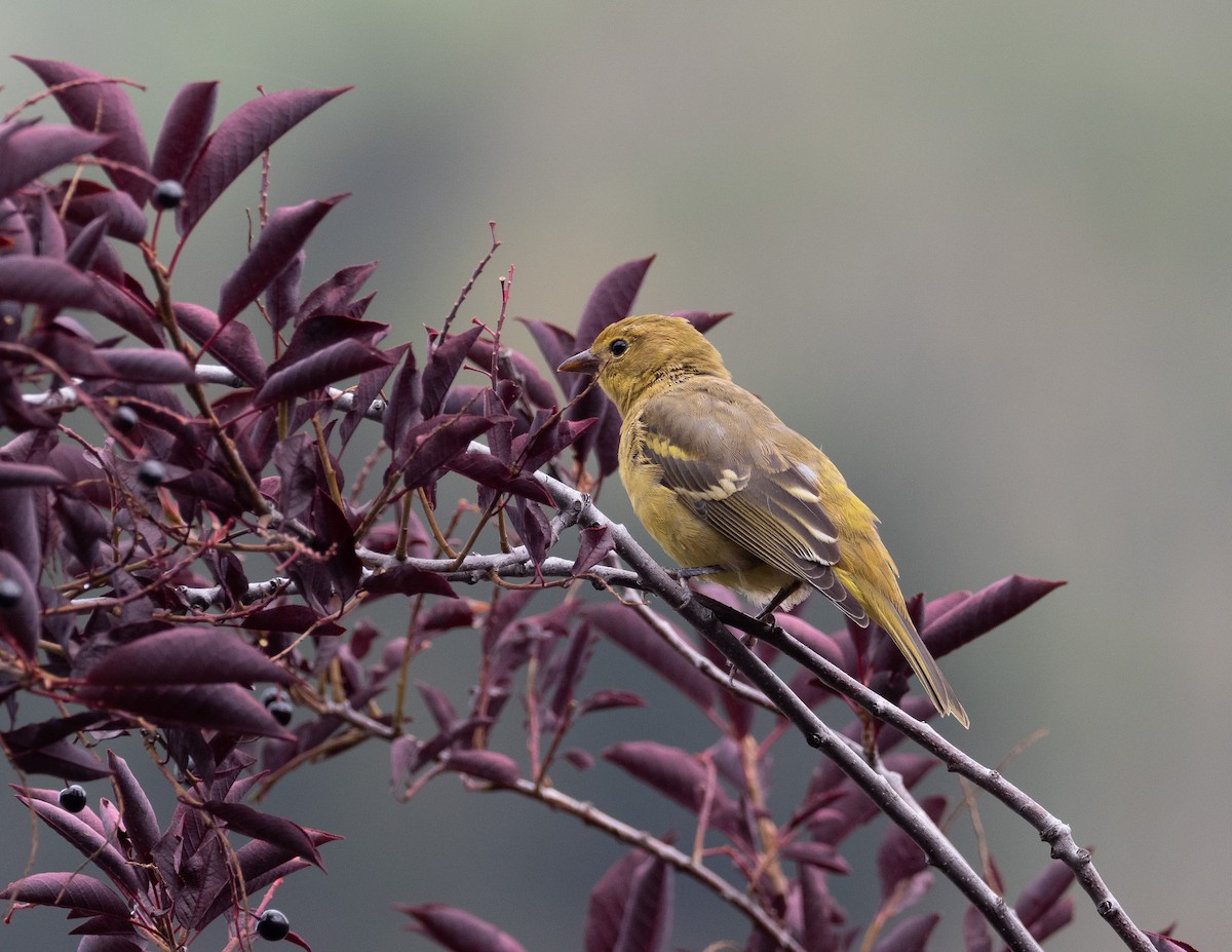 Western Tanager - ML477752991