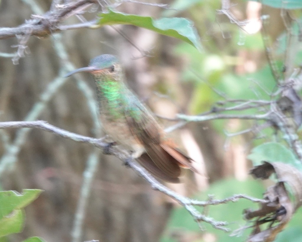 Buff-bellied Hummingbird - ML477753811