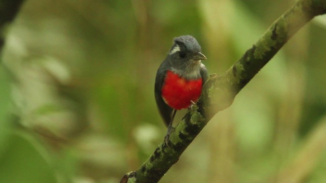 Gray-throated Chat - ML477757