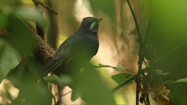 Gray-throated Chat - ML477759